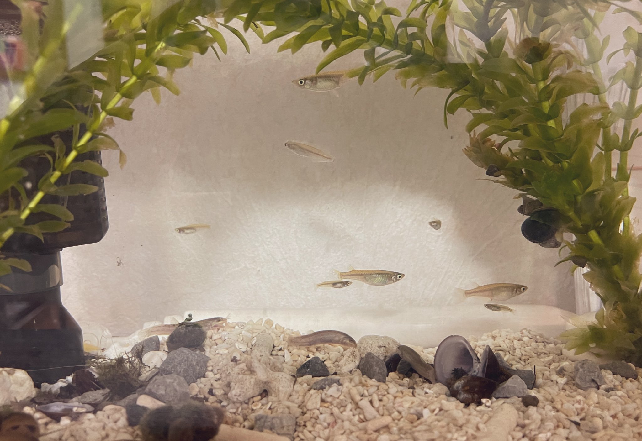 Karl Ikki 川越産メダカとシマドジョウとタニシ 近所の田んぼから来ました メダカ ドジョウ タニシ 水槽 T Co Ancttniknh Twitter