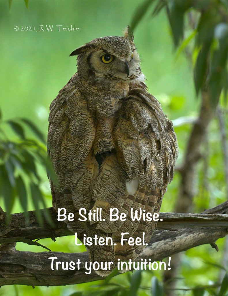 SoSoundSolution's tweet image. #SoSoundWithin #SoSound #SoSoundSolutions #harmonicintelligence #harmonies #sound #spirituality #health #balance #knowledgeispower #music #themoreyouknow #holistic #holistichealth #wellness #balance #vibroacoustics #owls #wisdom