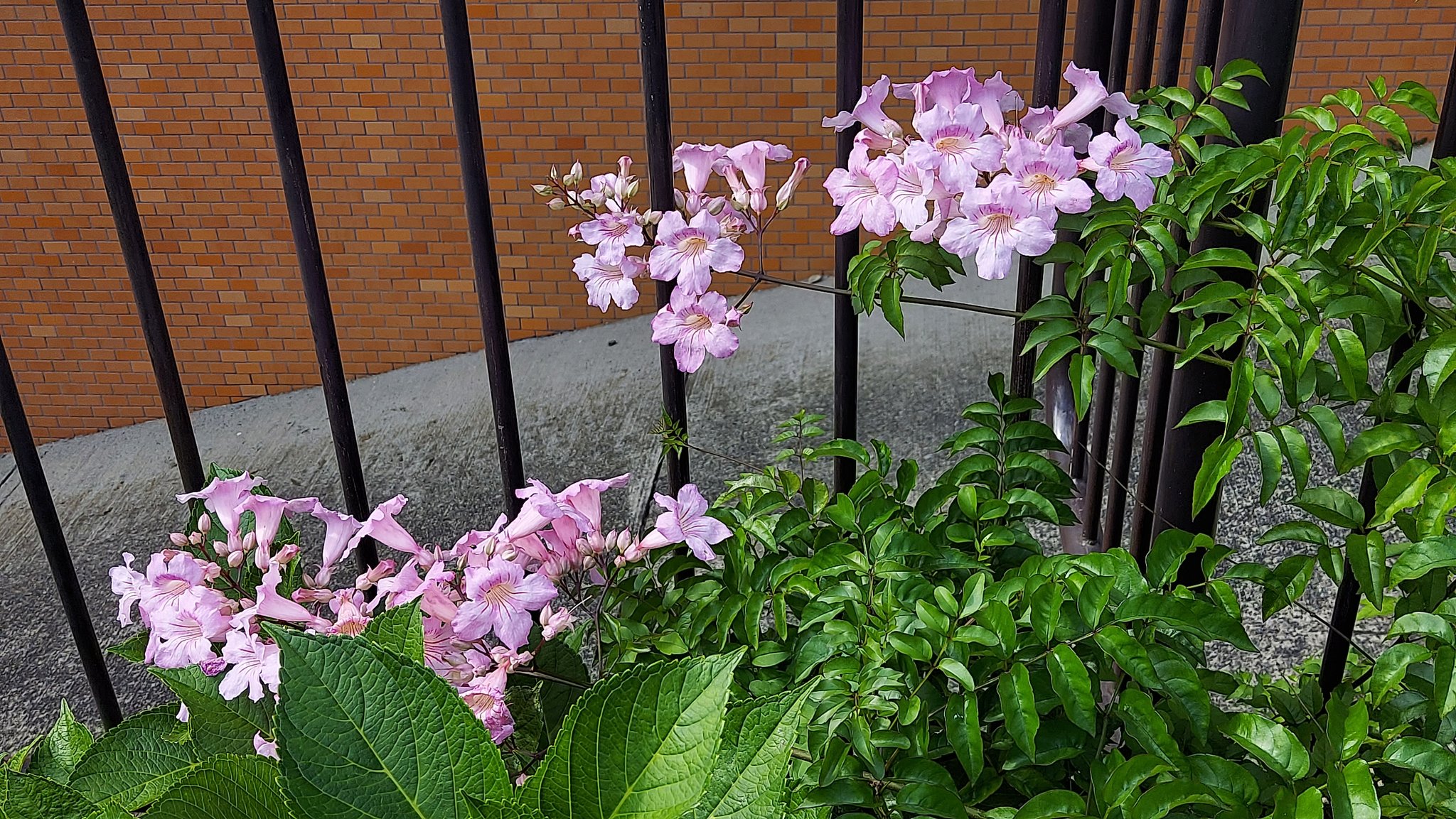 Yoko Ito على تويتر ピンクノウゼンカズラ オレンジ色の花が咲いたので 公園に見に行くと咲いていた ピンク色の ノウゼンカズラが 花 Flower ピンクノウゼンカズラ 桃色凌霄花 Podranearicasoliana Pinktrumpetvine ノウゼンカズラ科