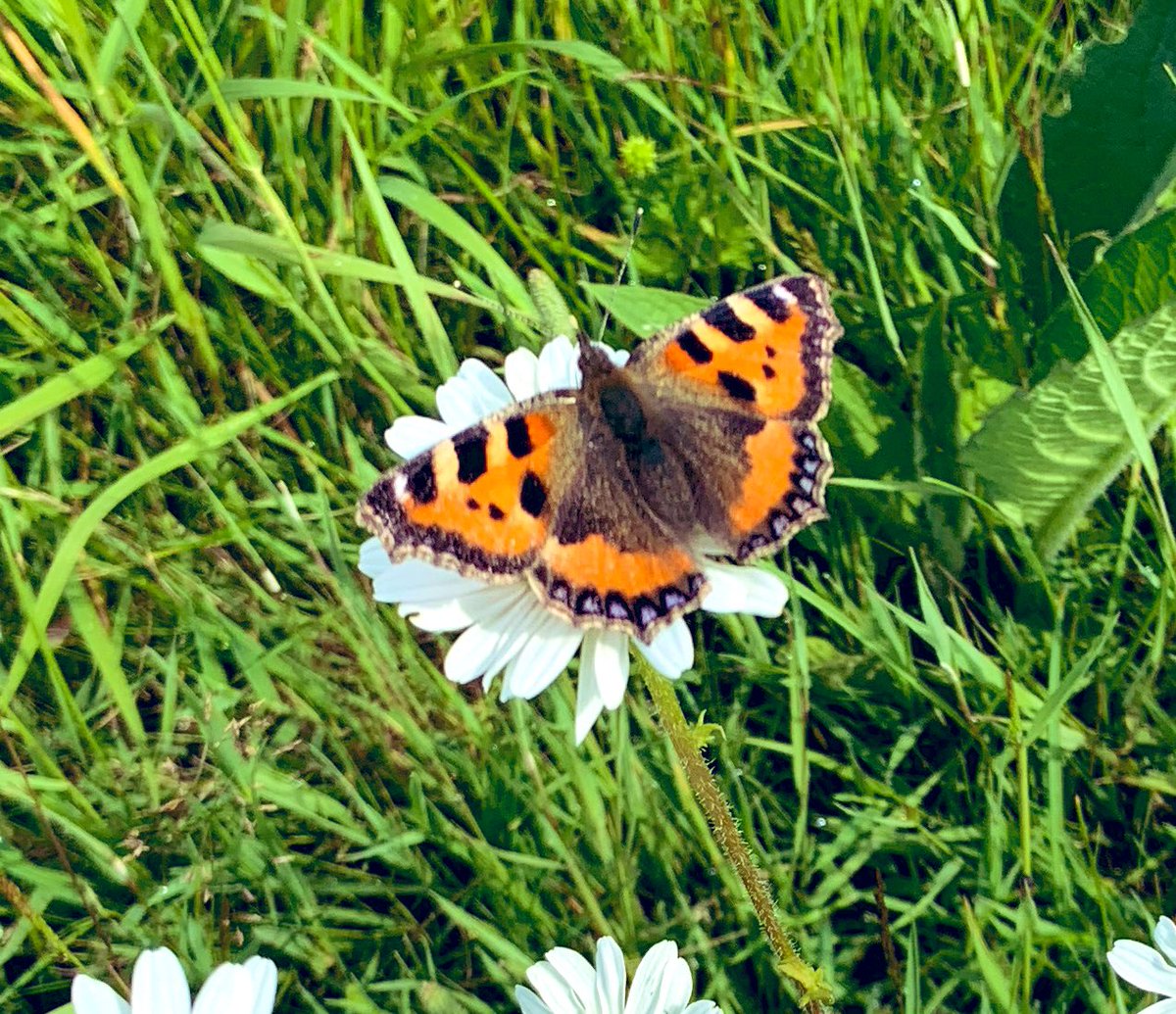 SkylarkArtist's tweet photo. The Very Furry Flutterby…
on ox-eye
#butterfly small #tortoisehell #Hampshire #oxeyedaisy #wildflower
🦋
🌼
🌱 https://t.co/Sho2MwUzMd
