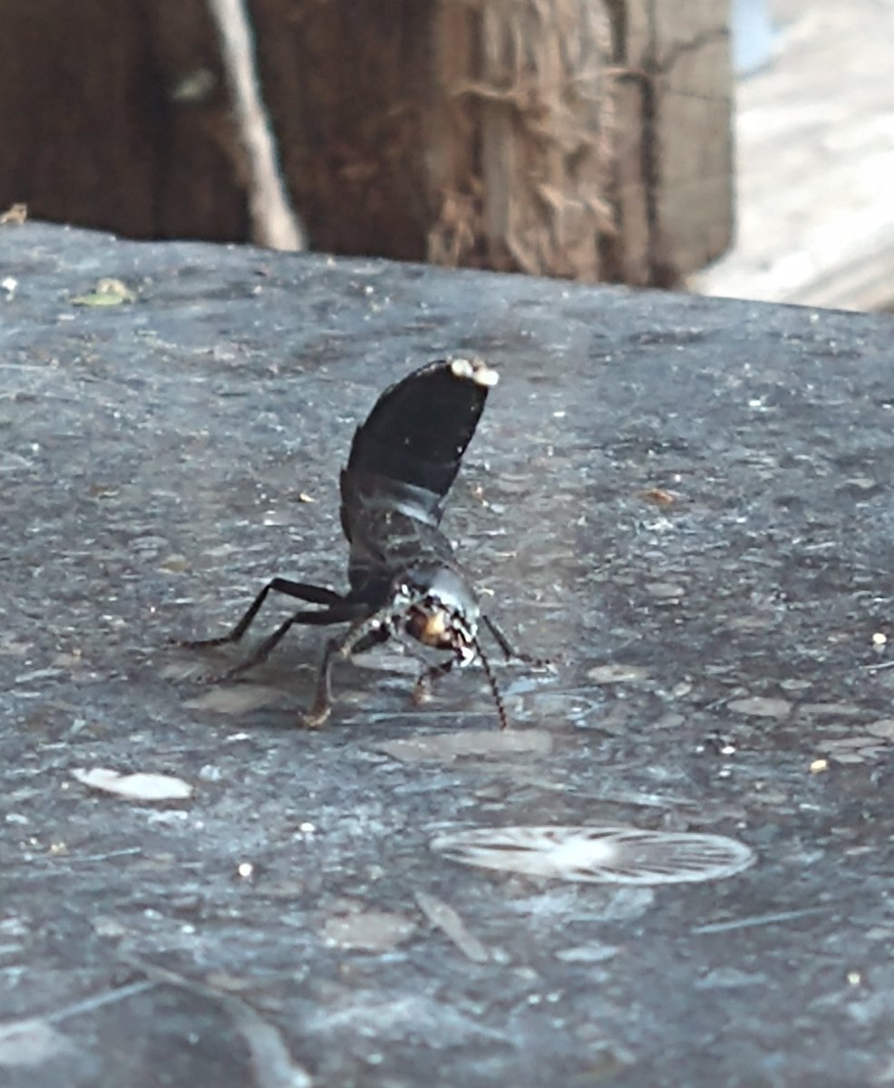 Weet jij wie dit is <a href="/lievenscheire/">Lieven Scheire</a>?