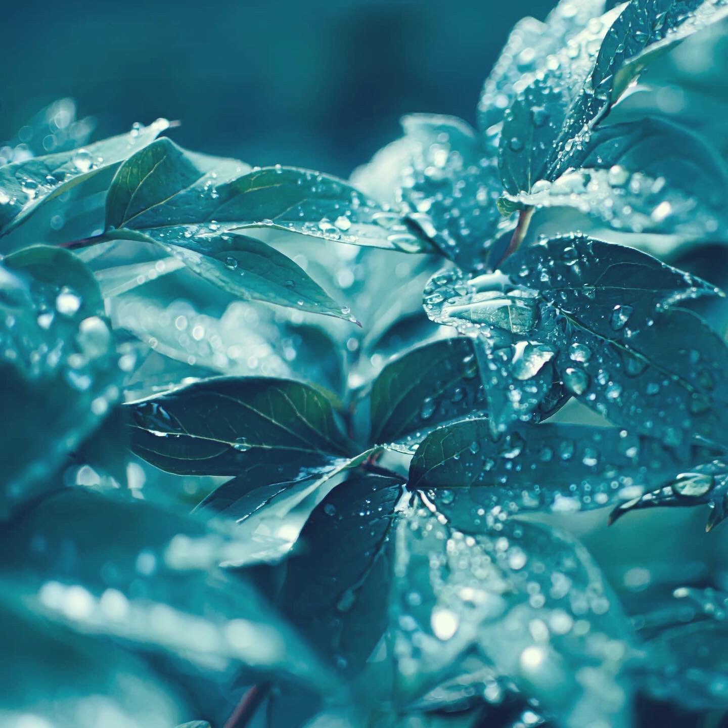 Good Graph フリーランス3年目 雨上がり 一眼レフカメラの単焦点レンズ試し撮り 写真 一眼レフ グラフィックデザイン フリーランス 長岡市デザイン 花の写真 Nikon 長岡市写真 Photo 新潟デザイン事務所 単焦点レンズ T Co Rwxxims6rd