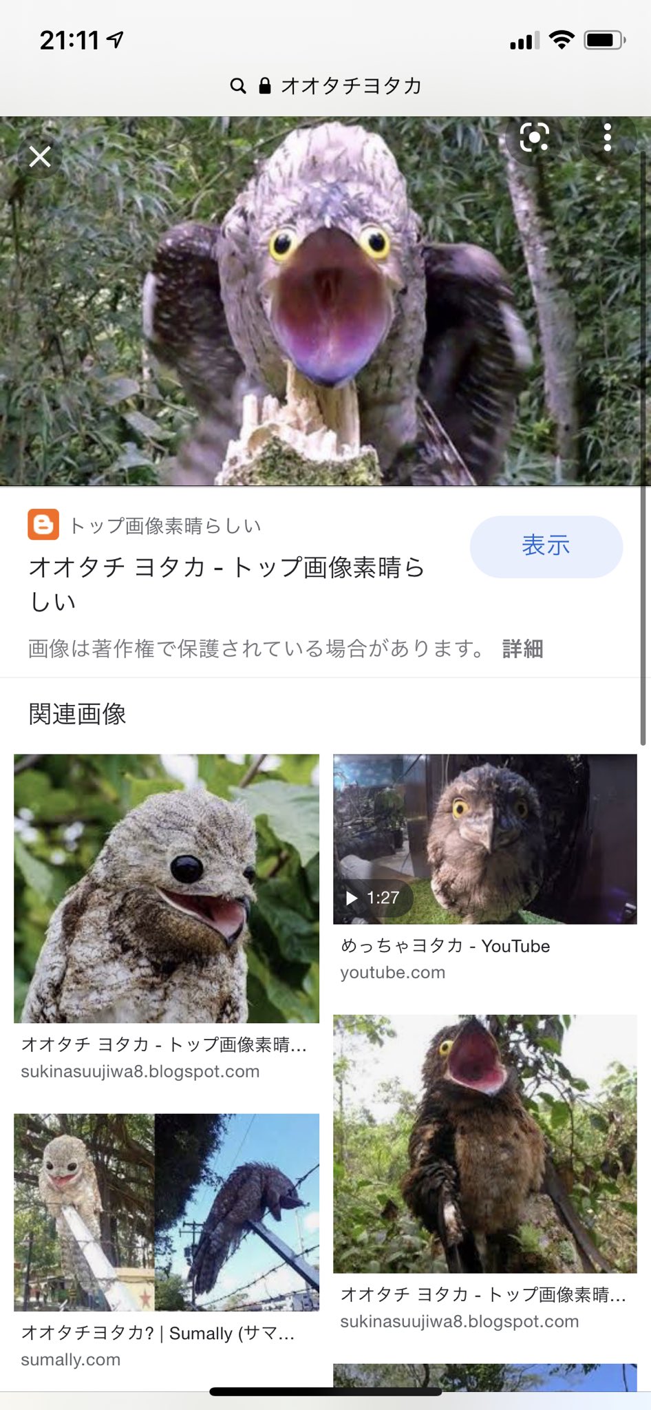 はるか Twitterren テレビでなかなかやばい鳥が出てきた T Co Mmsfhoq8mk Twitter