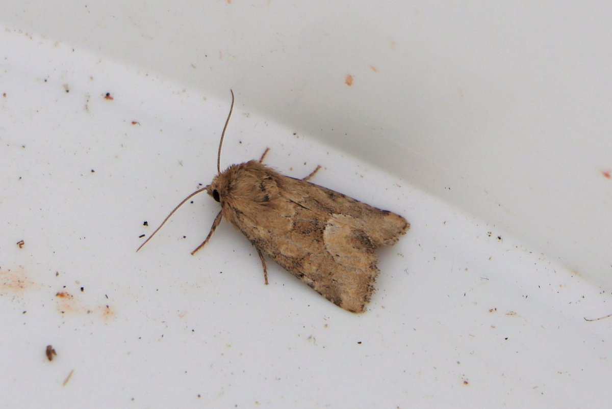 attjemeekma's tweet photo. Negen soorten nachtvlinders vond ik vanmorgen in de LEDemmer voor de #BIMAG monitoring, oa deze vier.
#wapendrager
#gerande_spanner
#geeloranje_halmuiltje
#moeraswalstrospanner
#insectenopdeboerderij 🐄🦋🌱
#gangbarelandbouw
#boerenmeteninsecten #nachtvlinders🌙 https://t.co/IMp8ZRG7cq