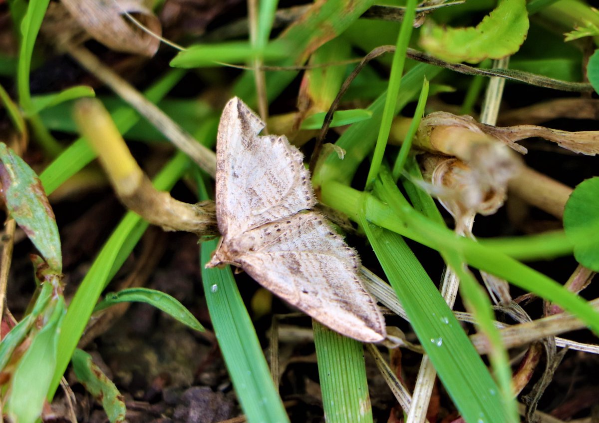 attjemeekma's tweet photo. Negen soorten nachtvlinders vond ik vanmorgen in de LEDemmer voor de #BIMAG monitoring, oa deze vier.
#wapendrager
#gerande_spanner
#geeloranje_halmuiltje
#moeraswalstrospanner
#insectenopdeboerderij 🐄🦋🌱
#gangbarelandbouw
#boerenmeteninsecten #nachtvlinders🌙 https://t.co/IMp8ZRG7cq