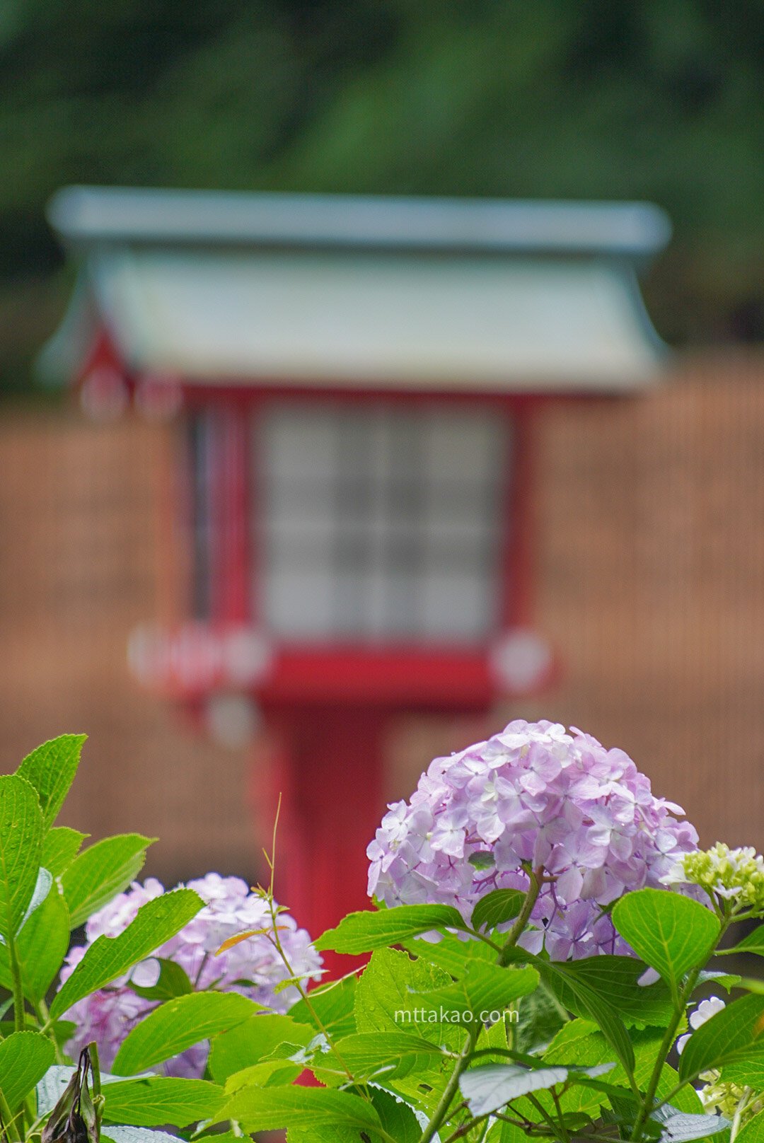 Mttakao Com 高尾山の四季 梅雨が似合う紫陽花と薬王院の灯籠 高尾山 写真好きな人と繋がりたい T Co Szxuzr7dp9 Twitter
