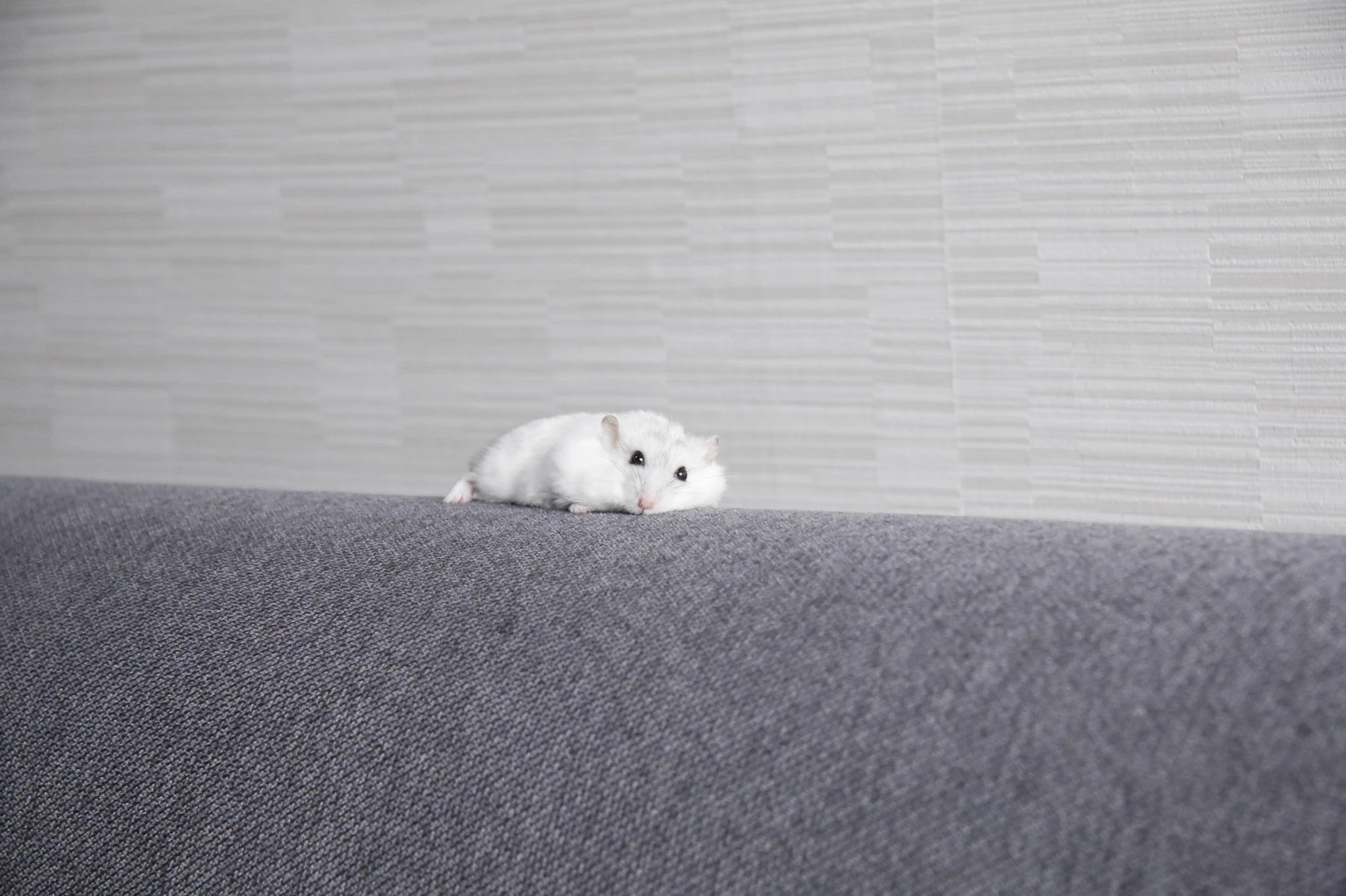 ソファーで行き倒れているのは…？可愛らしいハムスター！