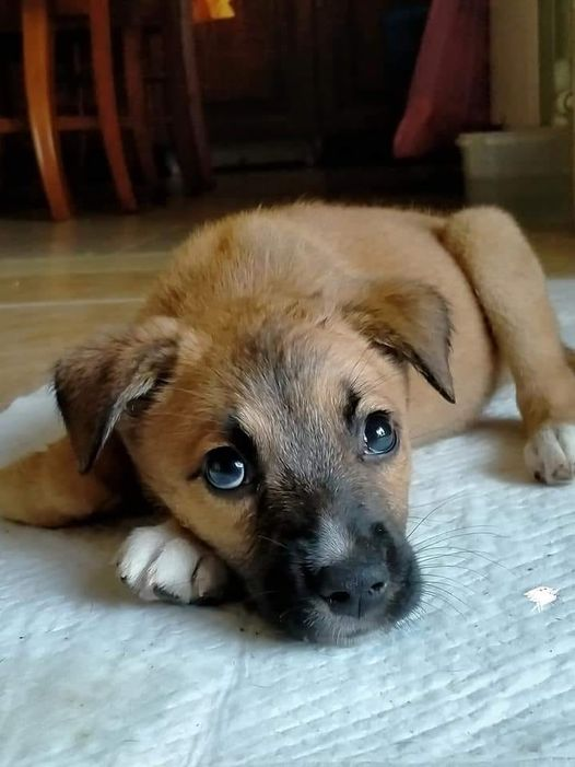 Luca_15_5's tweet photo. DEI RAGAZZI A CATANIA CI GIOCAVANO A PALLA😠  
ADESSO E AL SICURO MA CERCA URGENTEMENTE ADOZIONE O SARA' CANILE💔
DOLCISSIMA🥰 HA CIRCA 1 MESE E MEZZO 
FUTURA TAGLIA MEDIA CONTENUTA
SVERMINATA VACCINATA E MICROCHIPPATA
SI TROVA IN SICILIA MA ARRIVA AL NORD 
 INFO  3791561132 https://t.co/DFiPvU5DHf