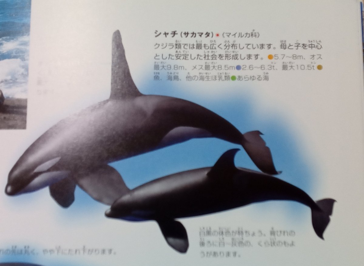 東京湾にシャチが出没して驚きの反応続々 明治の頃はよく見られた 実は生息域が広い など Togetter
