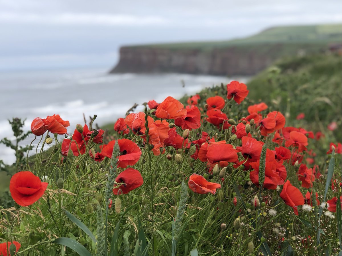 chip1e's tweet image. Poppies peering at Saltburn Pier &amp;amp; beyond to Huntcliff - cloudy skies but we know the ☀️will return. Summer’s here 😎⛱🌊🍦@ClevelandWayNT @RedcarCleveland ⁦@northyorkmoors⁩