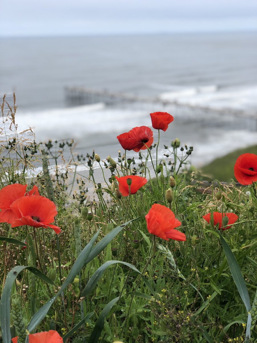 chip1e's tweet image. Poppies peering at Saltburn Pier &amp;amp; beyond to Huntcliff - cloudy skies but we know the ☀️will return. Summer’s here 😎⛱🌊🍦@ClevelandWayNT @RedcarCleveland ⁦@northyorkmoors⁩