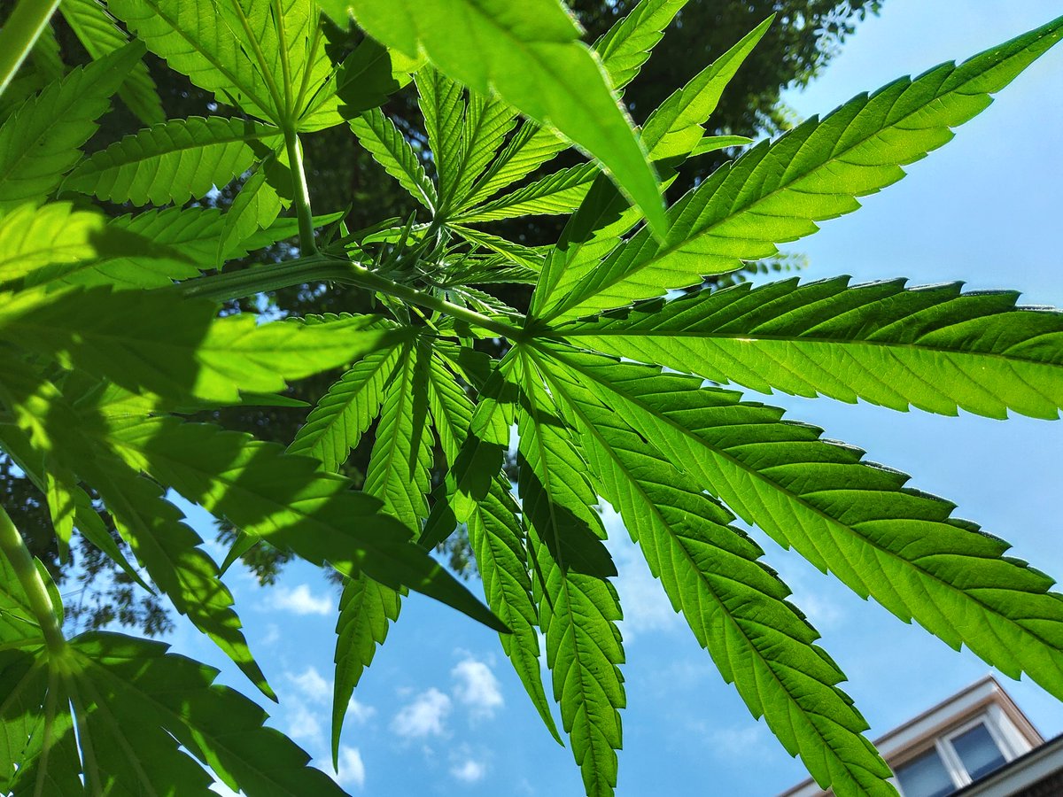 Retweet if you support home growing of cannabis for personal use!