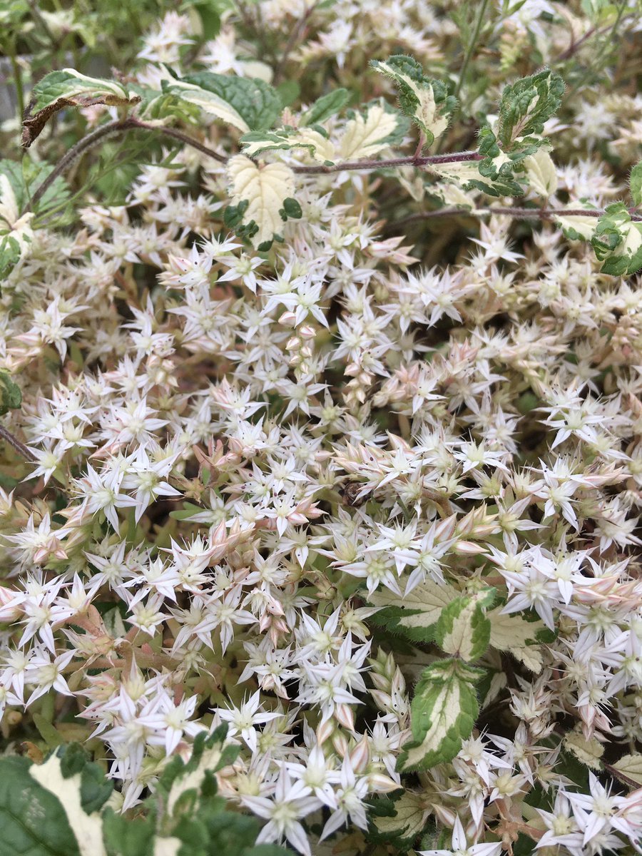 盃 Sakazuki 園芸系 実家花壇はセダムの花々が綺麗だった パリダム パープルヘイズ ダシフィルム 軒下に自生 半ば地植え状態の ルエラとピンクプリティーも元気だった 多肉植物 観葉植物 園芸 ガーデニング サカズキ花壇