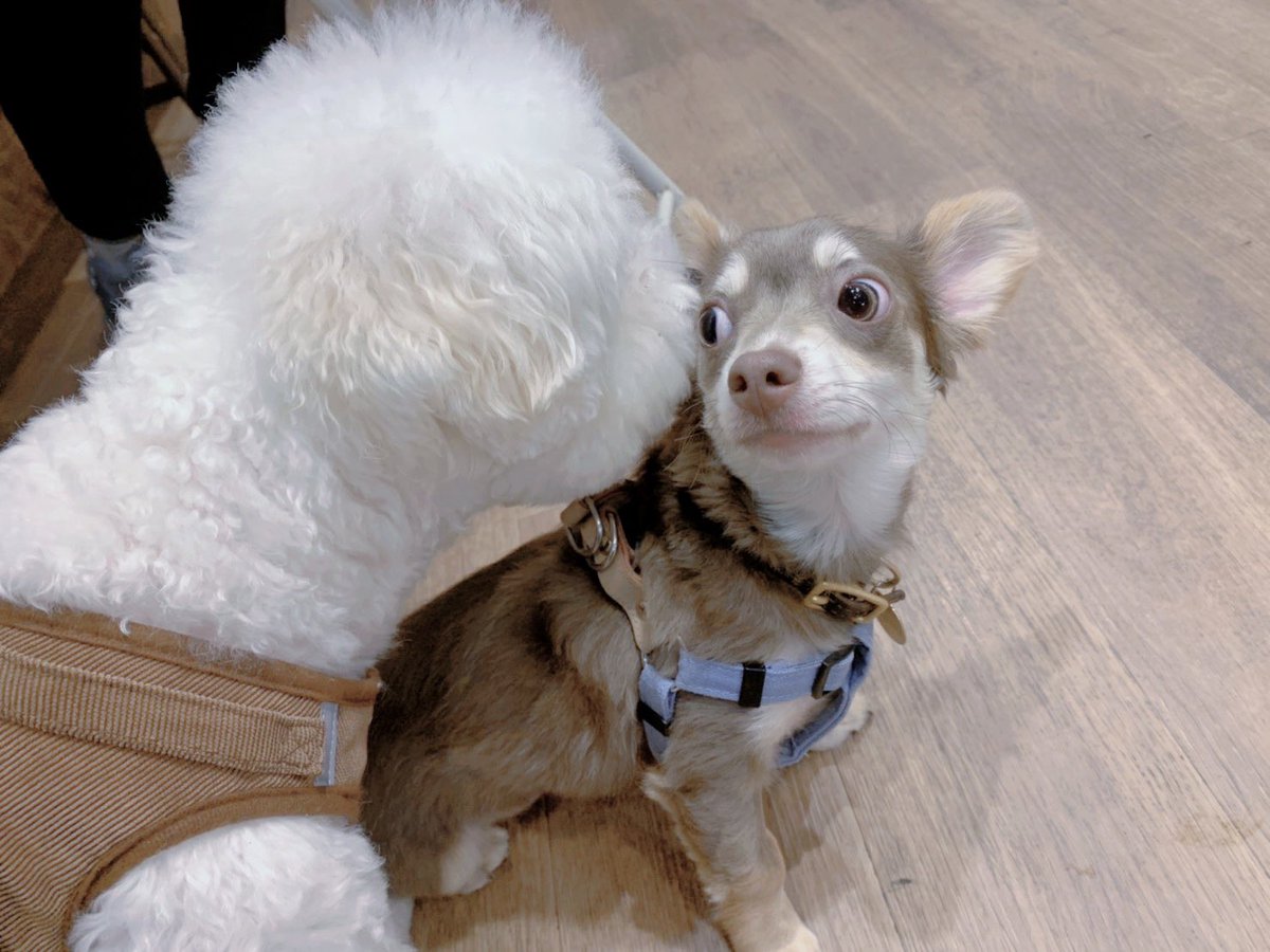 小豆 おっ 小豆 おっ