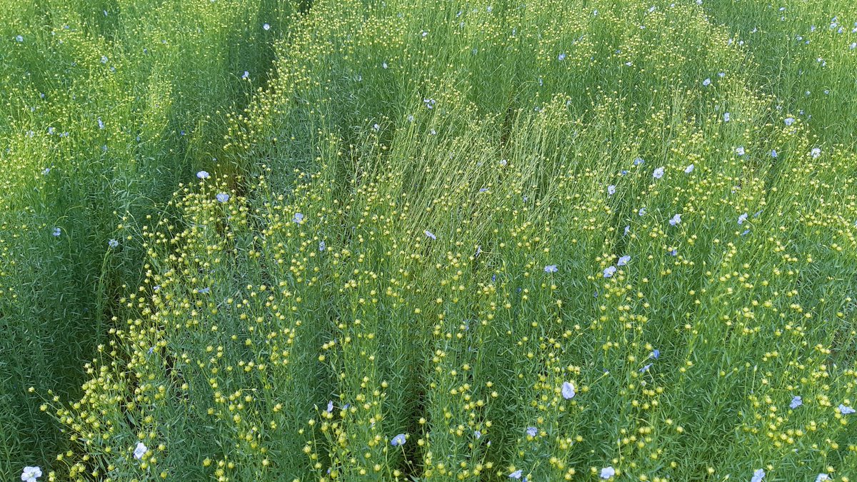 Platforme d'essais variètès #lin #inagro : belle variation précosité et résistence verse