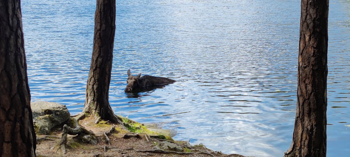 DavidGhellhoff's tweet image. Gotta say, summer in Stockholm is pretty awesome so far!