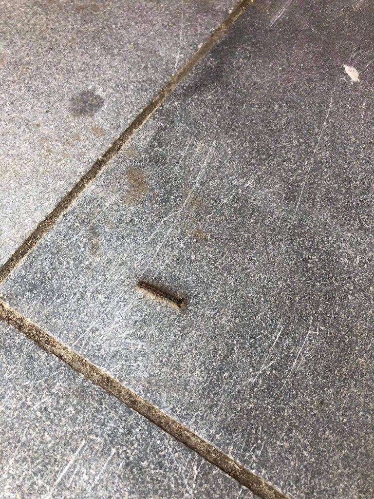 GitteReveraert's tweet photo. @lievenscheire zitten we hier met de processierups? 🤔we zien niet echt een nest zitten en er zijn ook geen bomen in de tuin hier. https://t.co/62QUdyskqR