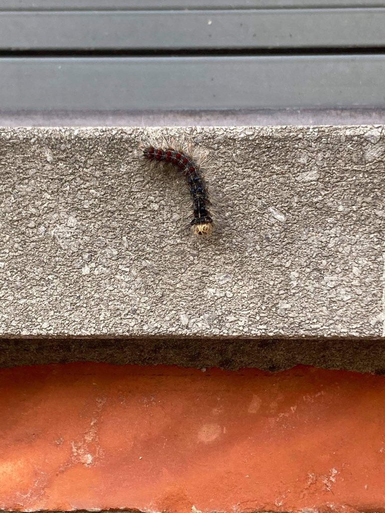 GitteReveraert's tweet photo. @lievenscheire zitten we hier met de processierups? 🤔we zien niet echt een nest zitten en er zijn ook geen bomen in de tuin hier. https://t.co/62QUdyskqR