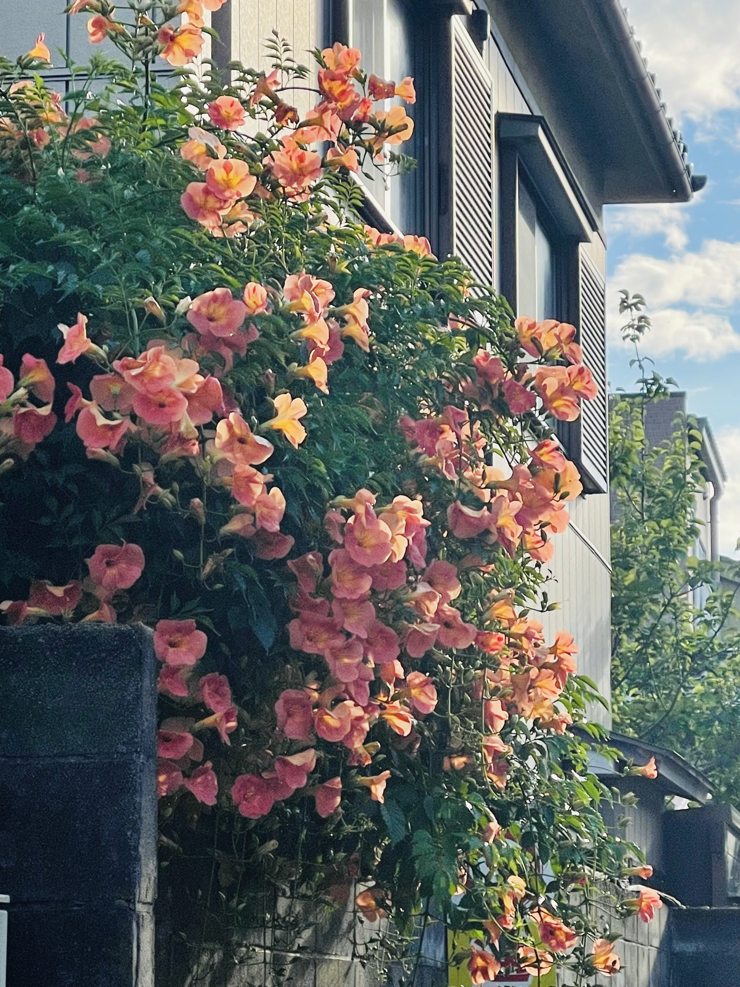 ジャネリン ノウゼンカズラ 初夏の花木 が咲いてるねぇ T Co Zhyvjogi7c Twitter