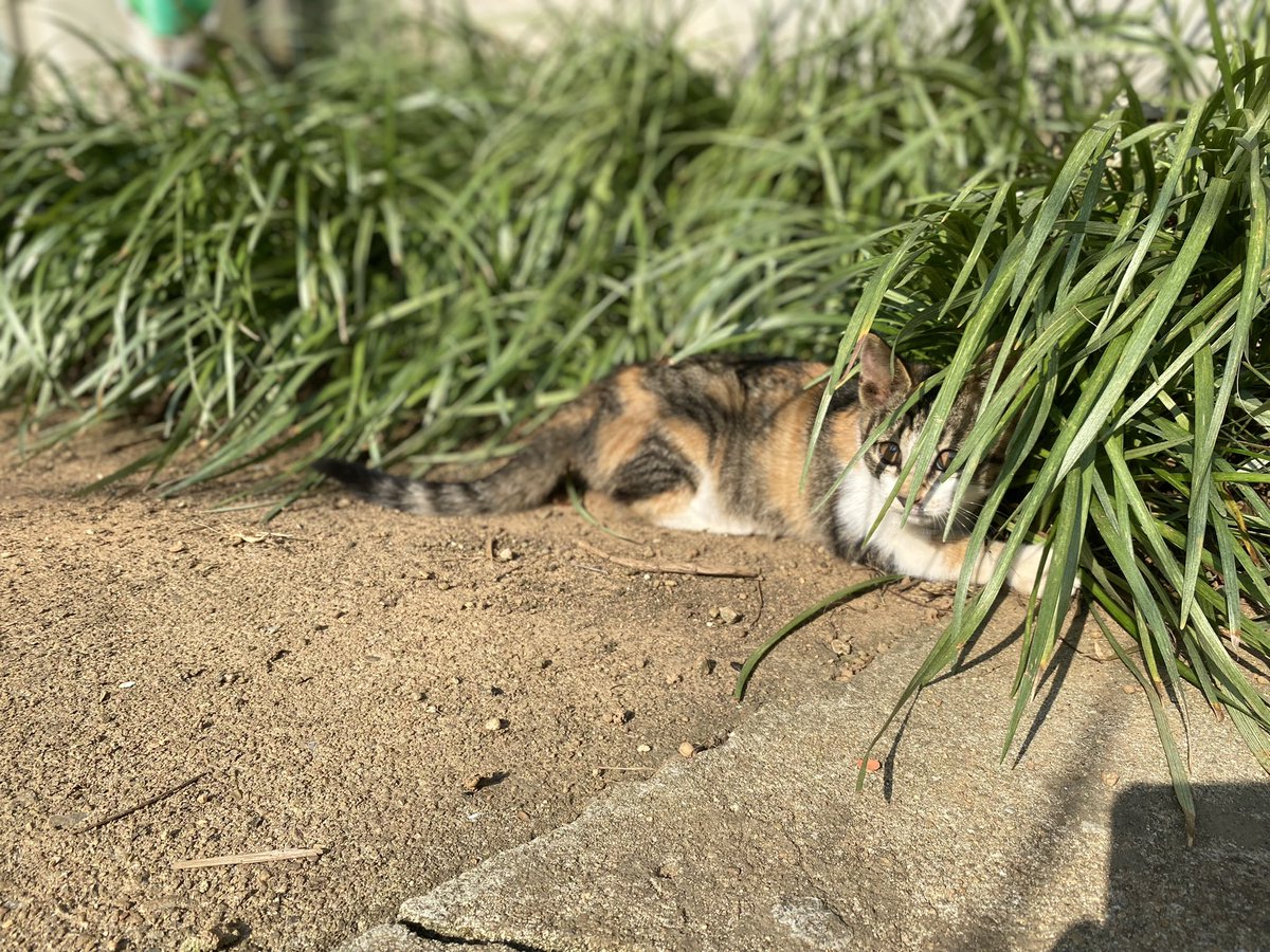 Cult7Wine's tweet photo. 시골집에 가니 새 식구로 온 길냥이 애기가 있네. 애교가 많아 귀여움을 많이 받는다. 급한대로 목장갑으로 장난감을 만들어 놀아주니 신나게 받아준다. https://t.co/acOBscKdyP