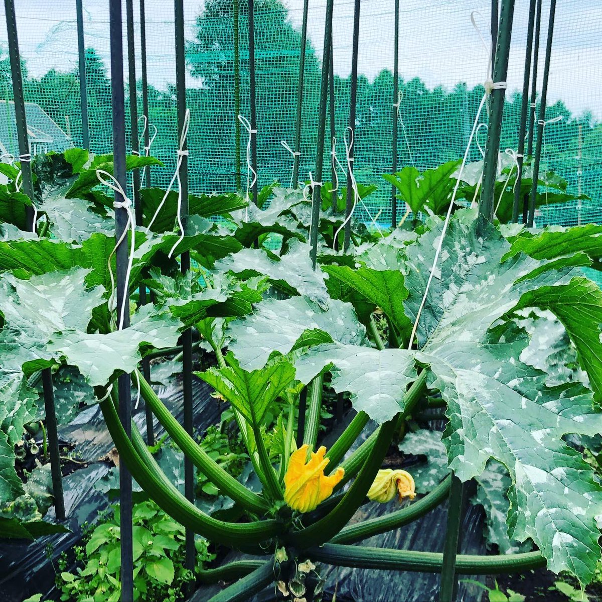 Sakari Farm 大きくなってきたので ズッキーニ を立体栽培に変更しました 葉っぱを紐で縛って4ヶ所支柱に結んでます サカリファーム Sakarifarm 山梨県北杜市 有機栽培 新鮮野菜 農業jp 趣味農園 農業インスタ Farming Kitchengarden Sakari Farm 大きくなってきたので ズッキーニ を立体栽培に変更しました 葉っぱを紐で縛って4ヶ所支柱に結んでます サカリファーム Sakarifarm 山梨県北杜市 有機栽培 新鮮野菜 農業jp 趣味農園 農業インスタ Farming Kitchengarden