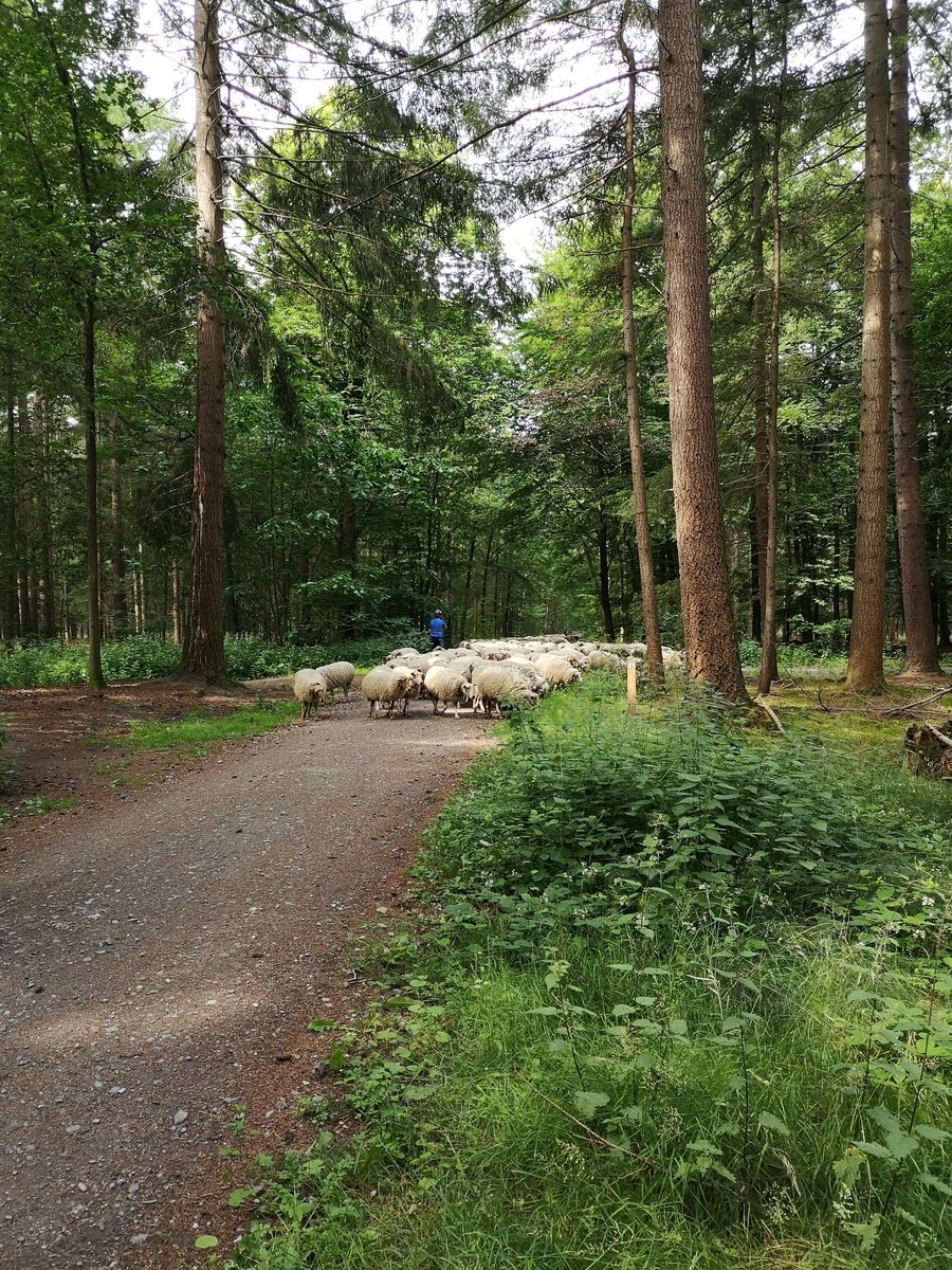 Marieke002's tweet photo. Naast een kudde schapen kwamen we net ook een crossmotor tegen in het bos. Kenteken opgeschreven. #grooteheide #heeze cc @BoswachterEdJ https://t.co/3xrkgiyhxI