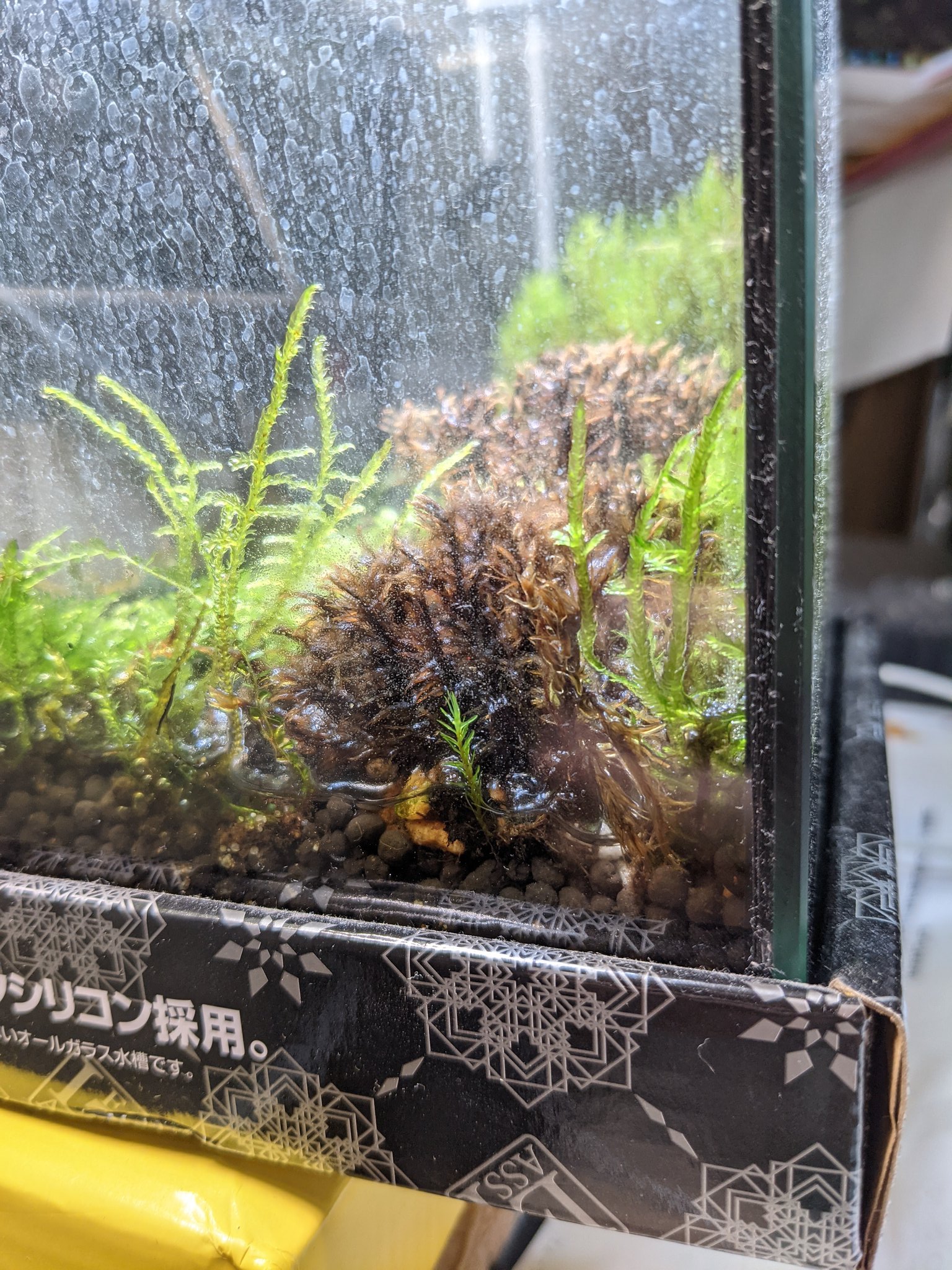 カメこ 生き物 完全に枯れたように見えたシッポゴケ 中央の茶色いの を水浸しの状態で3ヶ月ほどお世話し続けた所 復活して新しい芽が出てきました 中央手前 コケ強い 水槽 アクアリウム テラリウム コケ 水草 T Co M6r52ilvwv Twitter