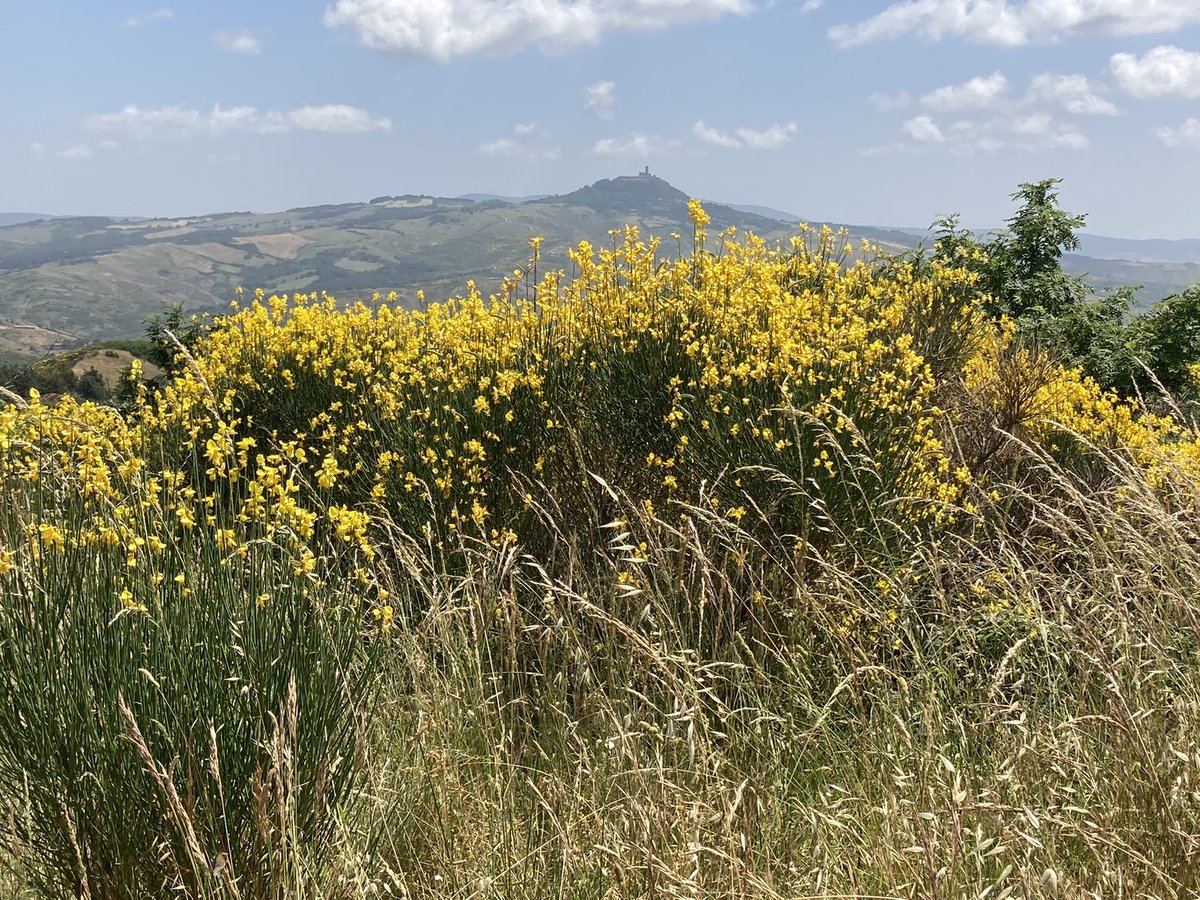 guengaea's tweet photo. Summer in Valdichiana. #tuscanviews #home https://t.co/tYJM4FQ8Le