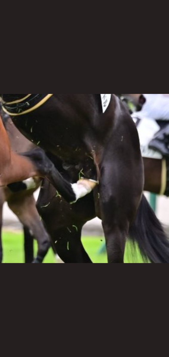 放馬してしまった競走馬 その後まさかの行動に出てしまう 話題の画像プラス