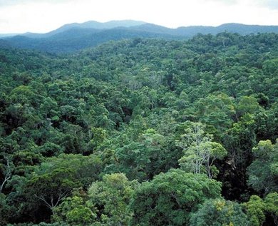 MridulKumarMad1's tweet photo. It Takes 25 Years for Plant To Become a Tree
It Takes More Then 100 Years to Take The Form Of a Forest.We Can Plant Tree But We Can't Plant Ghe Forest.Forest Are the Gift of Nature.Don't Destroy Them For Diamonds

I STAND WITH BUXWAHA FOREST
@PMOIndia @PrakashJavdekar https://t.co/9P8XbQ4hro