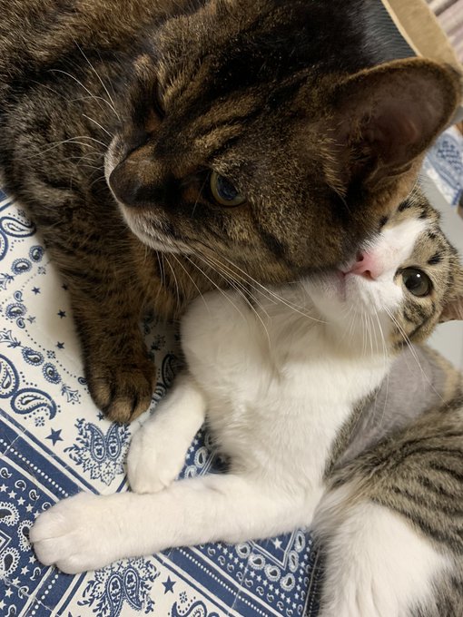 オス メス猫の発情期を綿棒で抑える対処方法は 成功せず失敗することも多い Catハウス