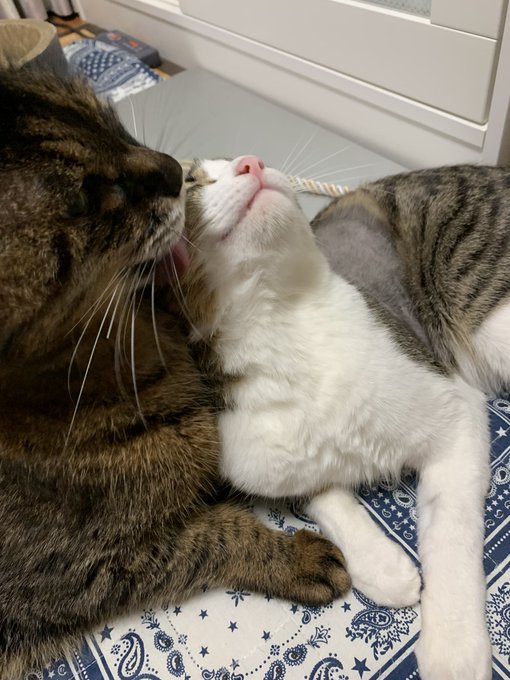 オス メス猫の発情期を綿棒で抑える対処方法は 成功せず失敗することも多い Catハウス