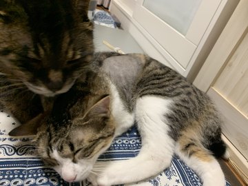 オス メス猫の発情期を綿棒で抑える対処方法は 成功せず失敗することも多い Catハウス