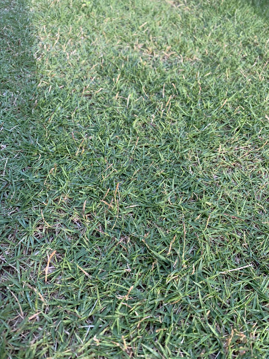 なぎみく ブログ V Twitter 暑い日は人も植物も水分補給が大事 Tm9の芝も緑になり密になってきました Tm9 トヨタ 芝 芝張り 水遣り Diy なぎみく ブログ V Twitter 暑い日は人も植物も水分補給が大事 Tm9の芝も緑になり密になってきました Tm9 トヨタ 芝 芝張り 水遣り Diy
