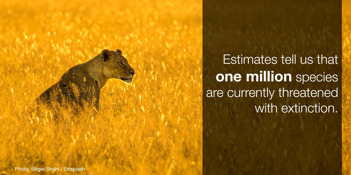 Despite commitments made in 2010, #biodiversity has further declined over the past decade.

The #post2020 global biodiversity framework must aim to halt biodiversity loss by 2030.

Our Issues Brief explains how ow.ly/MxFd50Fiygh