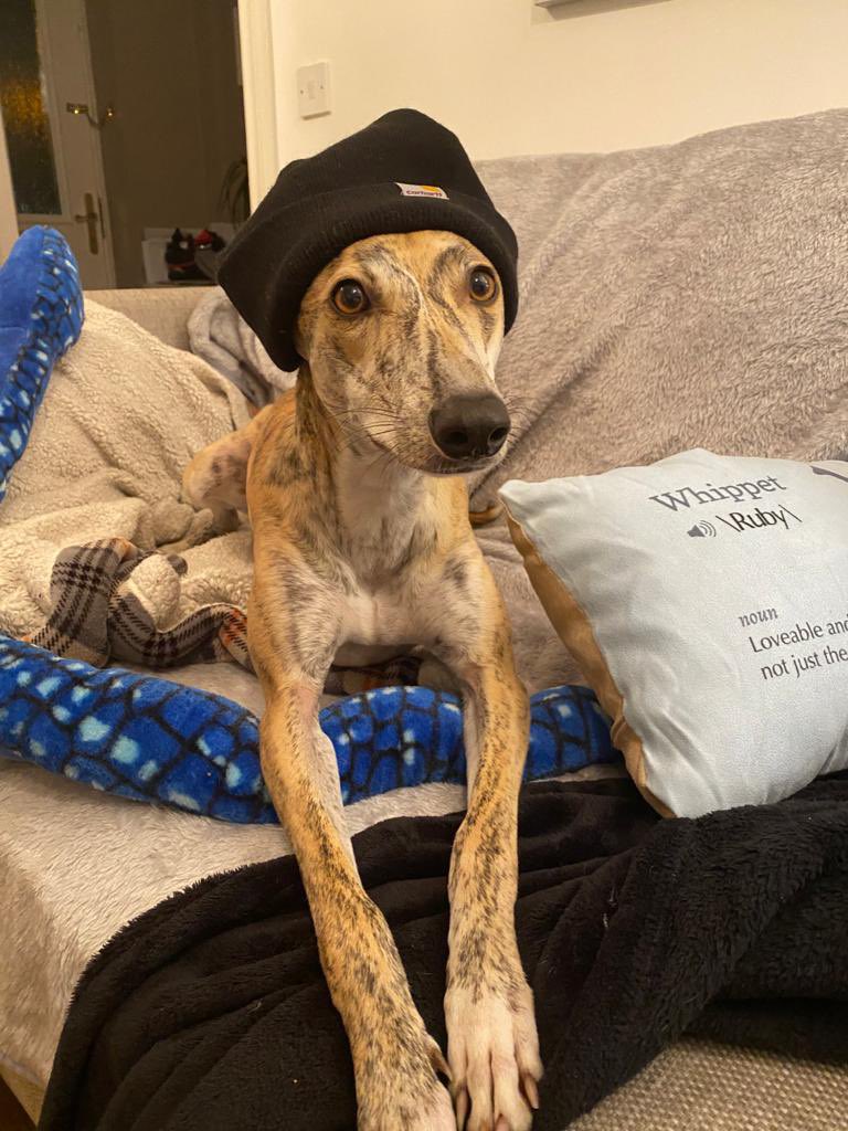 khaleesi_678's tweet photo. Happy gotcha day, Ruby! You’ve ruled the roost for 2 years and make us smile every day. We don’t deserve dogs 🥰 https://t.co/glvzEq64tO