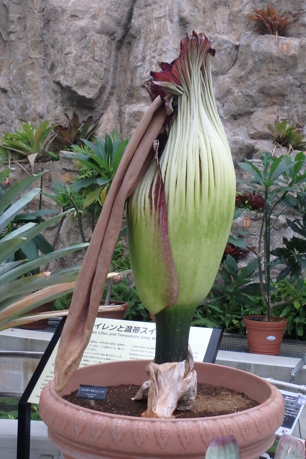 神代植物公園 ニュース Auf Twitter スタッフより 園芸係 大温室熱帯スイレン室のショクダイオオコンニャク 本日 6月27日 の午後5時30分過ぎ 付属体が倒れました 短い間ですがご愛顧いただきありがとうございました ショクダイオオコンニャクより M