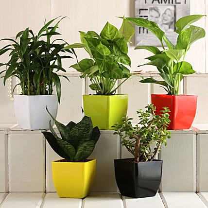 Neevika_'s tweet photo. लाइव ग्रीन, लव ग्रीन, थिंक ग्रीन।
Live Freen, Love Green, Think Green.
#EveryYear_EveryHouse_EveryHand_OnePlantPlanted
#हर_साल_हर_घर_हर_हाथ_लगे_एक_पौधा https://t.co/pLDv9OiyTk