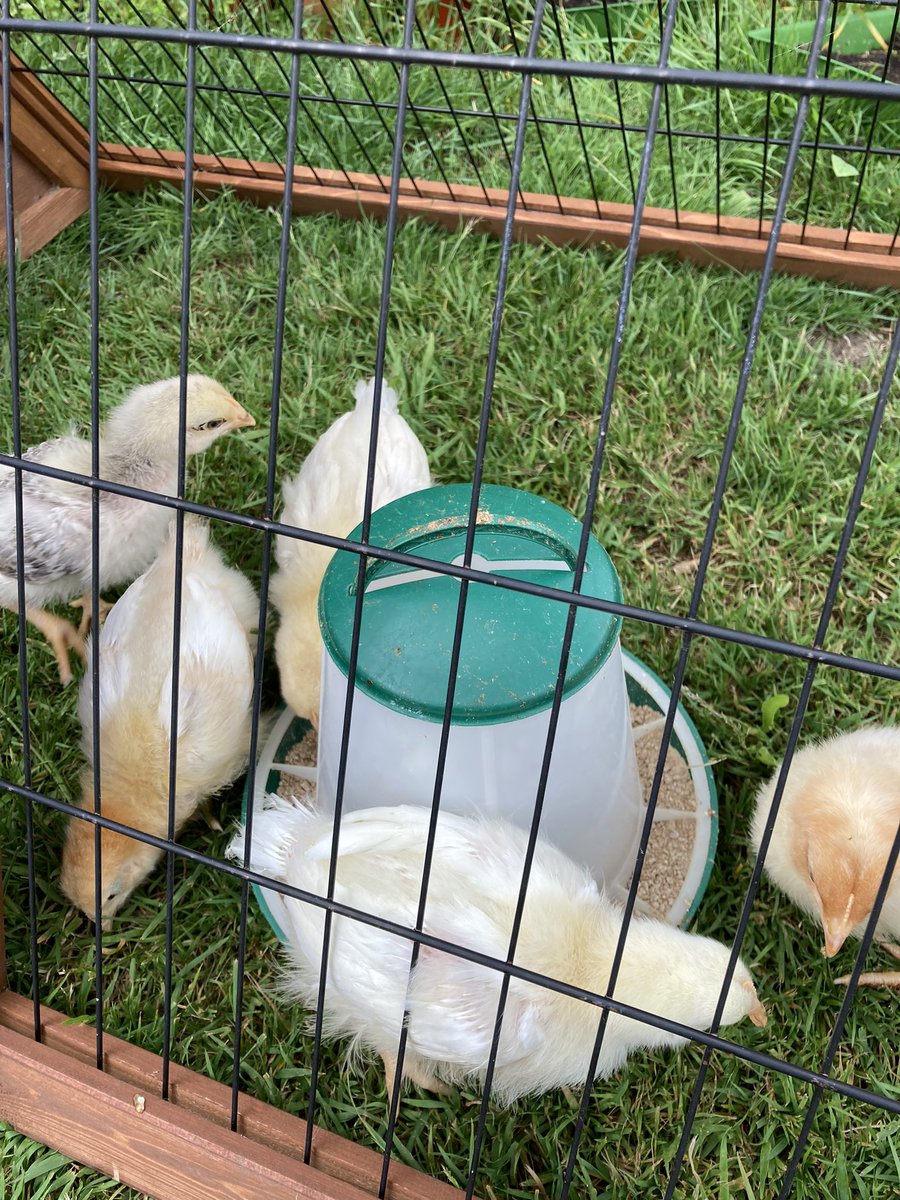 New healthy, happy allotment chicks 🐥 Day 1 to day 14