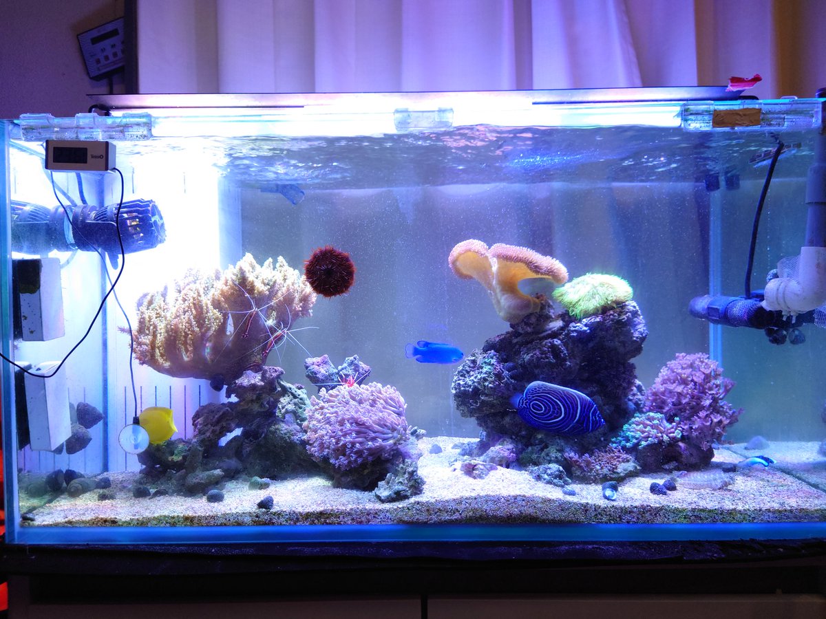 海水魚飼育水槽 Twitter Search