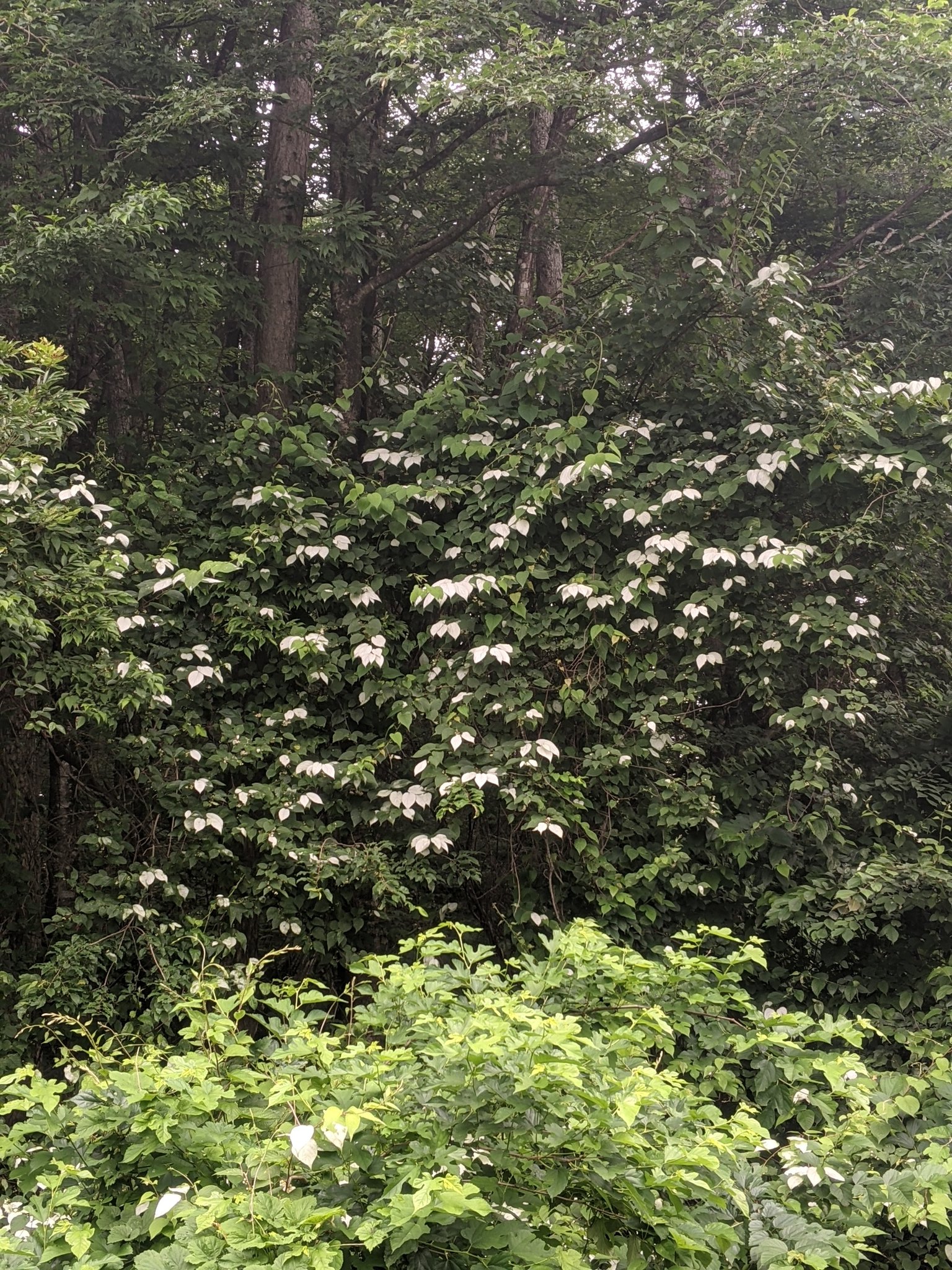 Torisugari No Ottyan マタタビの花がさいています 花の咲く頃に葉っぱが白くなるからよくわかります 山のあちこちに見られます またたび 猫にマタタビ T Co Ejiiwhju4x Twitter
