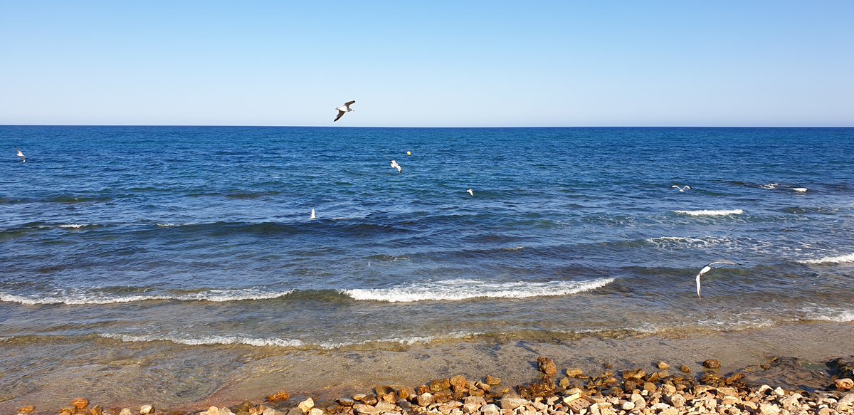 La majestuosidad del mar es muy relajante e inspiradora. Muchas veces necesitas pararte para observar, pensar y repensar Ver las gaviotas en libertad ocupándose de lo realmente importante también es una lección vital. Colores, aromas y sonidos del Mediterráneo.
