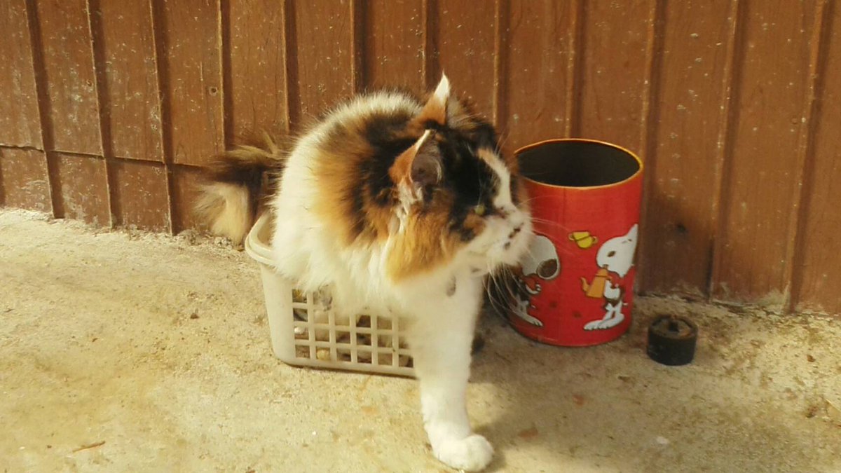 MSongnotes's tweet photo. こんばんは。
こちら実家の猫です。
歳はおばあちゃんくらい。 https://t.co/FU2BIrMwzI