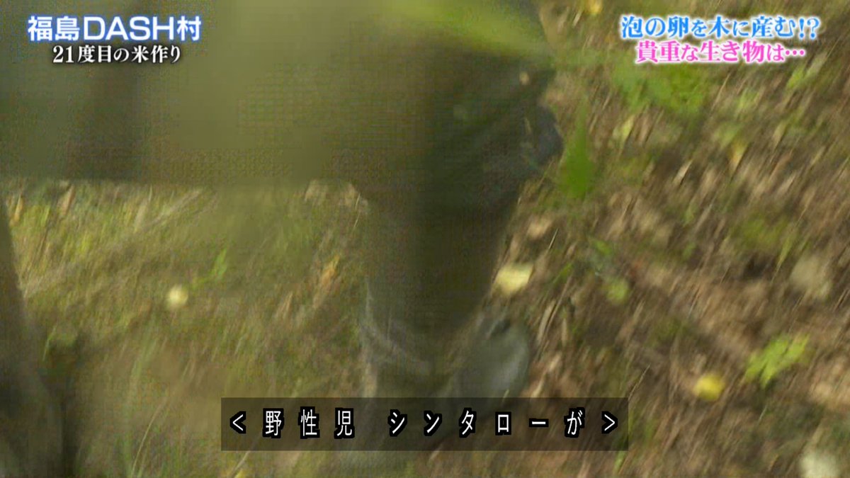 福島に帰ってきたぞ Dash村21度目の田植え 後輩の育てた苗をチェックする城島リーダーの笑ってない目が怖すぎる 鉄腕dash Togetter 福島に帰ってきたぞ Dash村21度目の田植え 後輩の育てた苗をチェックする城島リーダーの笑ってない目が怖すぎる 鉄腕dash Togetter