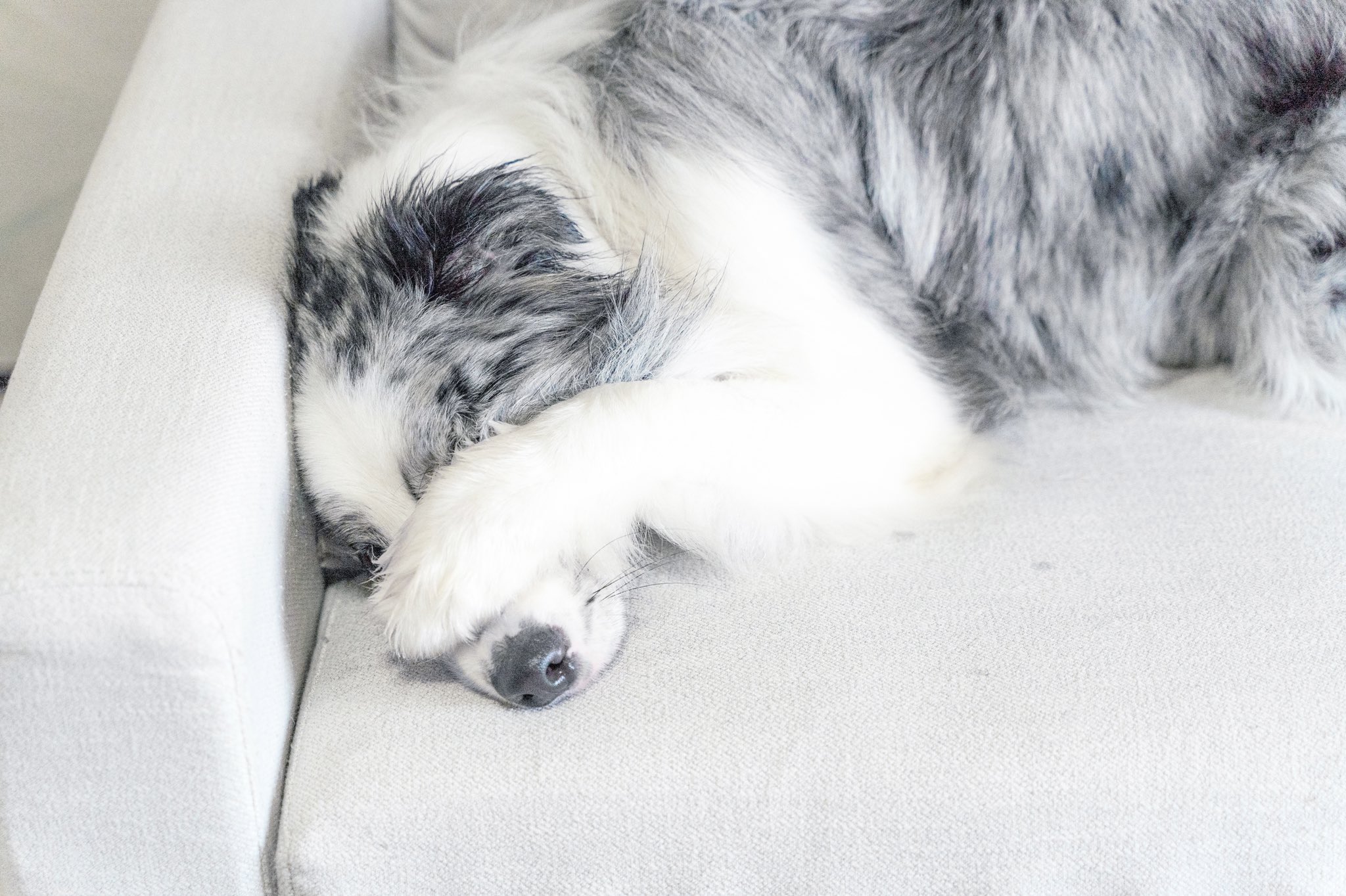 瀬戸内のシフォン 速報 うちの犬 実写版スヌーピー T Co Jgwlei5pn0 Twitter