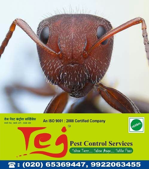 Tejpestcontrol's tweet photo. Take #cockroach control precautions to terminate population of cockroaches from your home and offices with the help of Tej #PestControl Services, Pune &amp; Satara, Maharashtra call #9922063455 https://t.co/4ssEFSCJFH https://t.co/mzaRTdkYgB