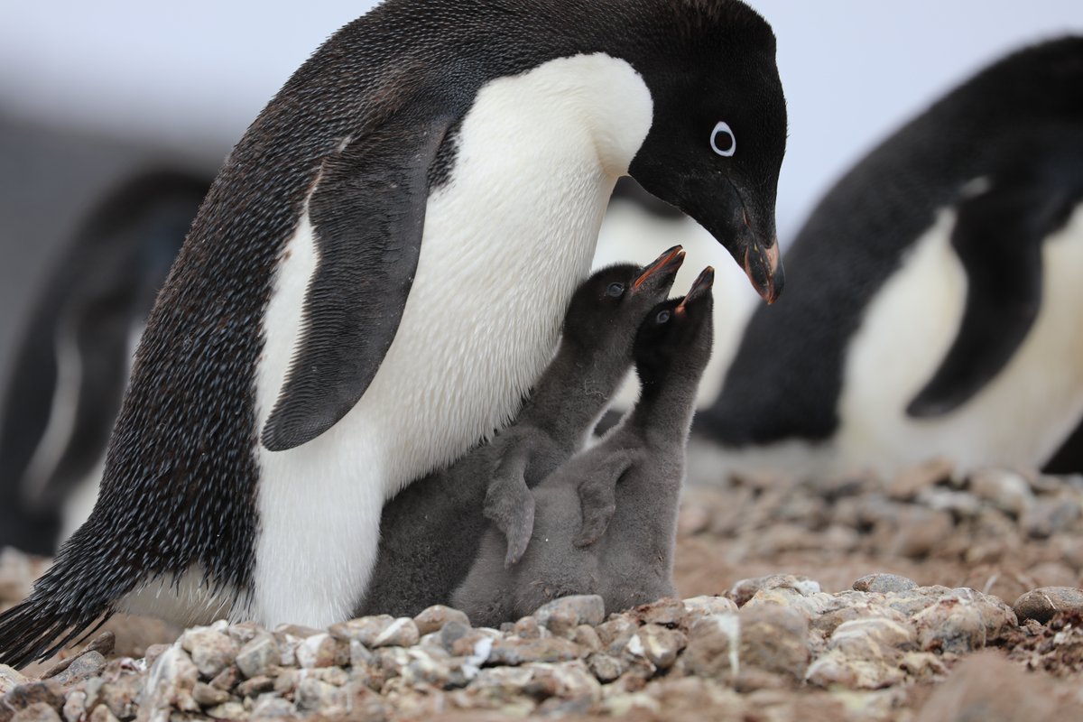 penguins365's tweet photo. Oh please, please dad, can we make a snow-penguin?🐧
#PenguinOfTheDay
#PenguinGames #PleasePlayWithMe
#penguins 
📸 Martin Wettstein https://t.co/bH3DlQTgcS