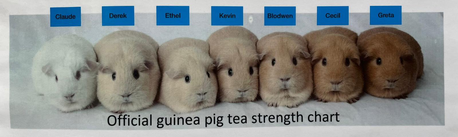 Dr Matt Morgan on X: Official Guinea pig tea scale being put to good use  this working weekend. #beLikeBlodwen #tea  / X