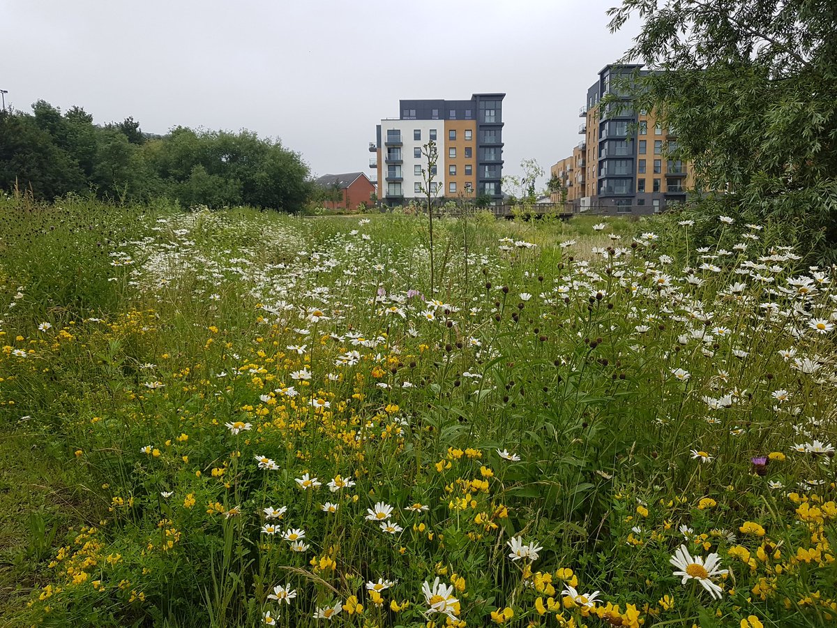 Tigginthehoops's tweet photo. Day 27 #30DaysWild

Some lovely wild flowers on this morning's run along the Kennet to the Thames.
Plus Sand Martins (year tick) &amp; a Common Tern.

@30DaysWild @WildlifeTrusts @NearbyWild @365DaysWild @LGSpace @blue_campaign1 https://t.co/sRJwFx9XiK