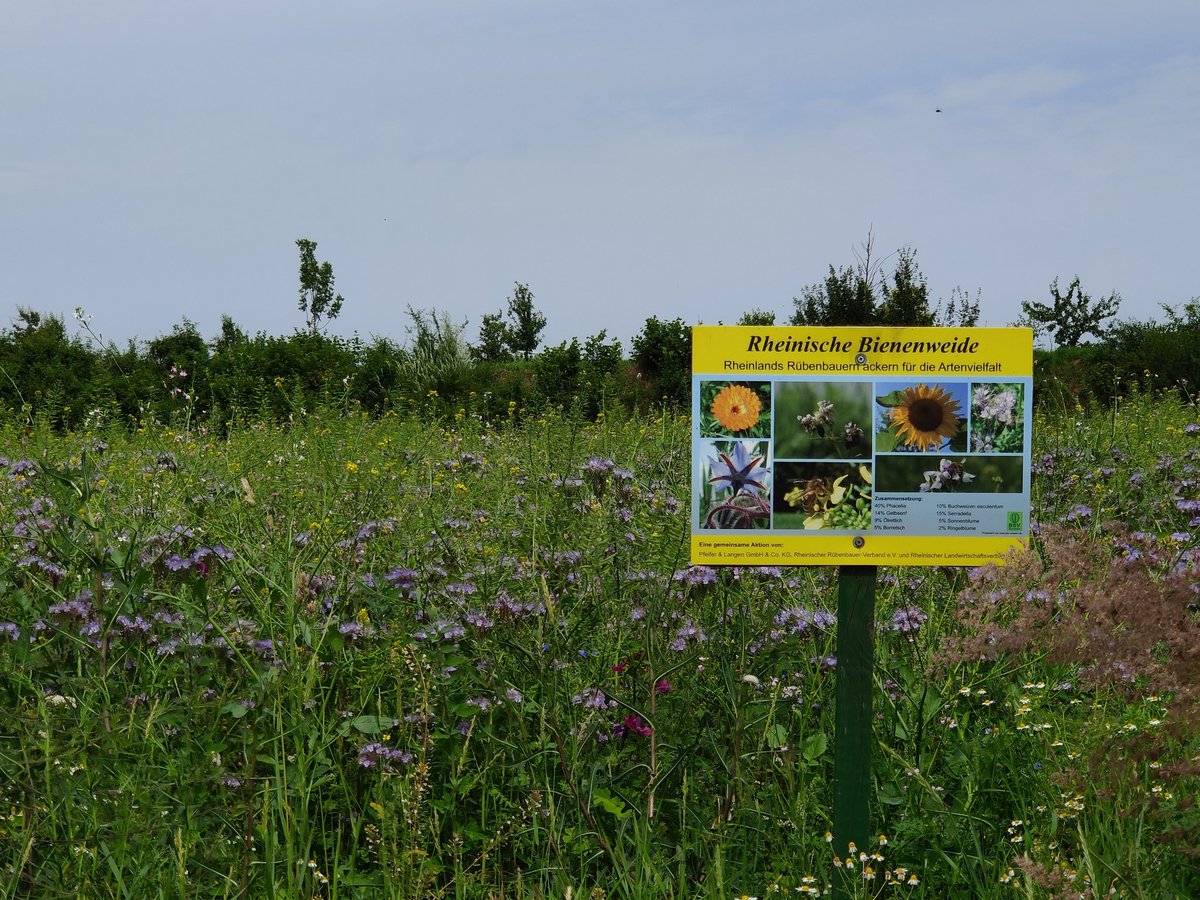 mehrere Brachflächen entlang der Feldwege und im Industriegebiet sind jetzt Wildblumenwiesen. 🥰🐝🪲🐞